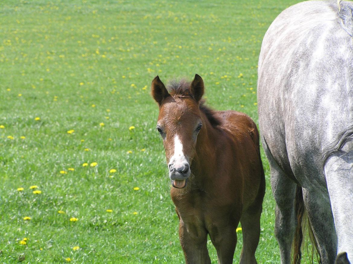 Welsh Pony (sec B) Bjerregårds Casia billede 17