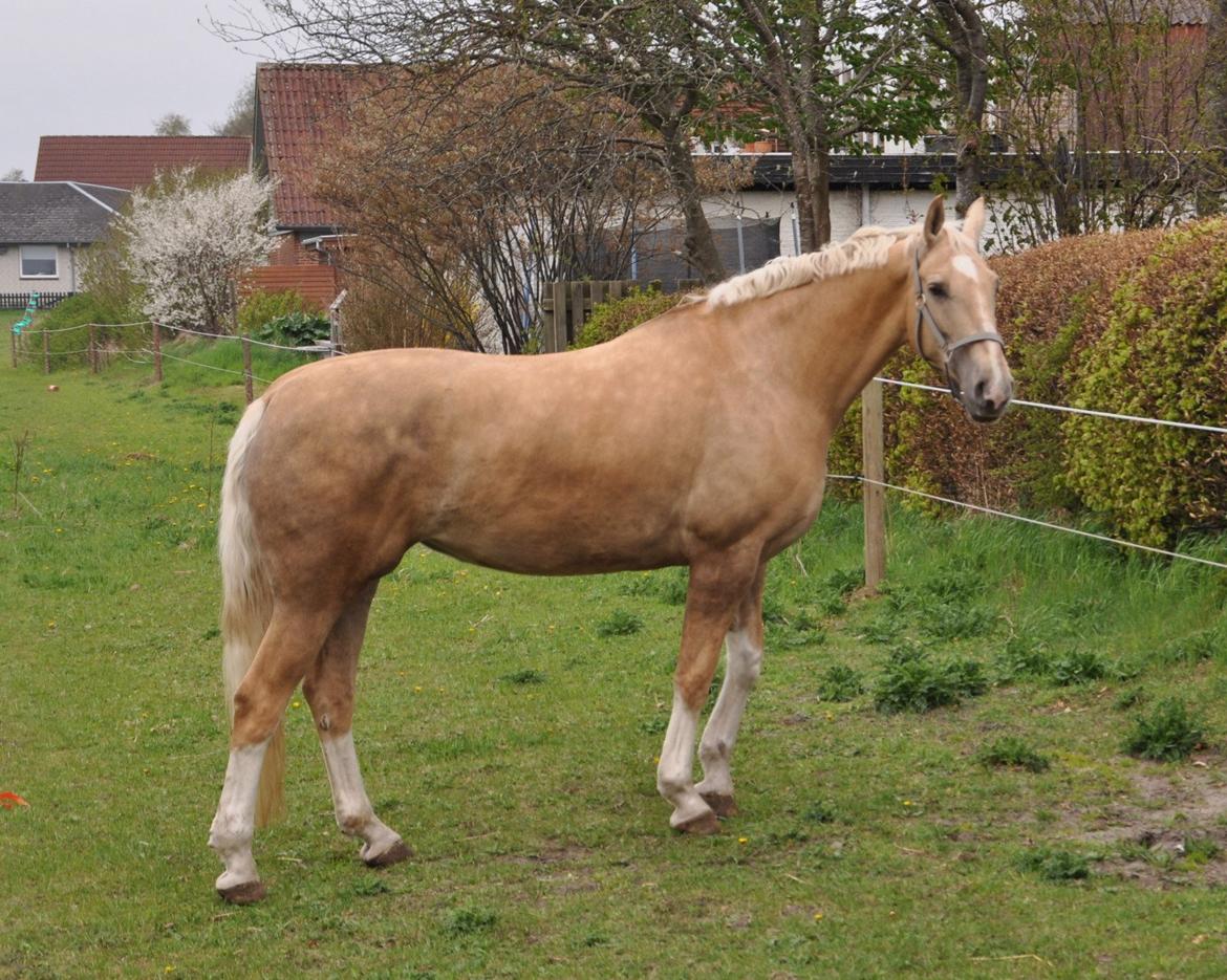 Frederiksborg Santini Vejleby billede 10