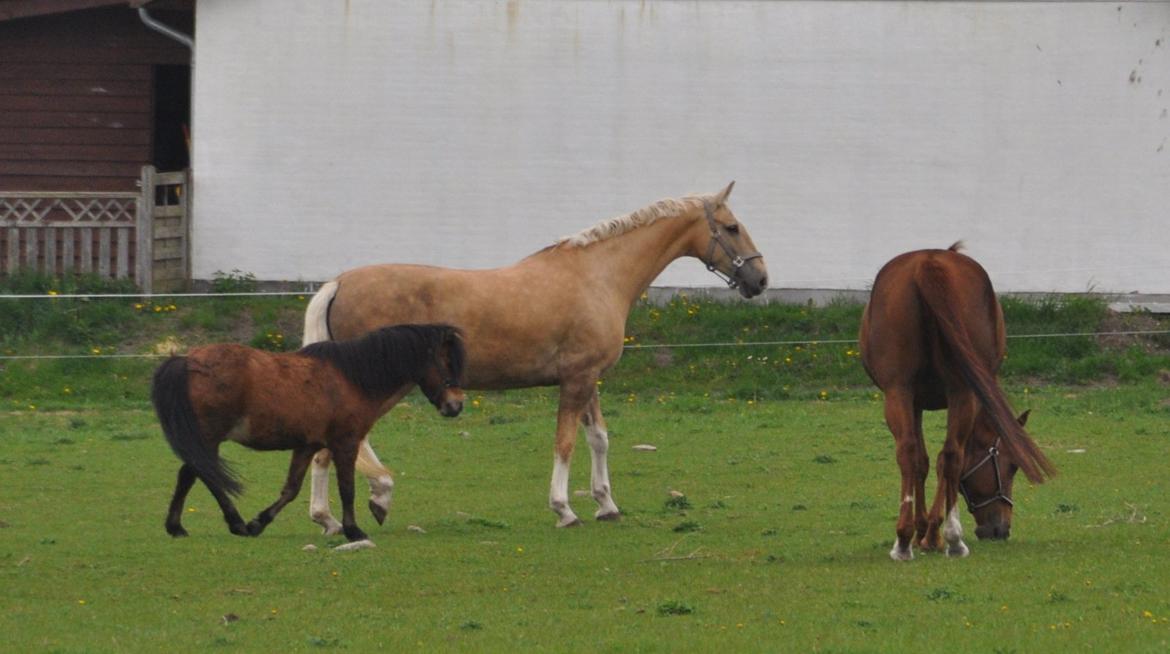 Frederiksborg Santini Vejleby billede 8