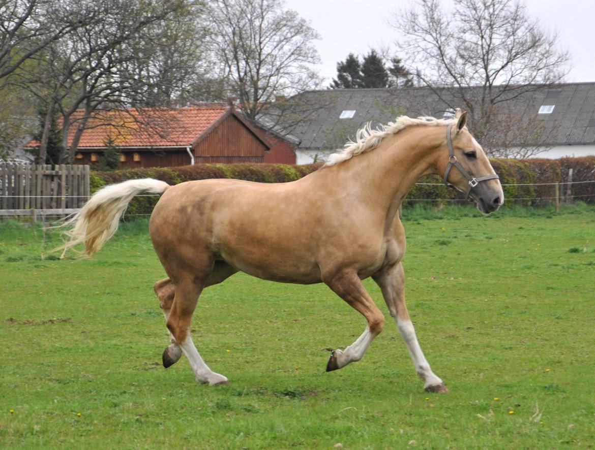 Frederiksborg Santini Vejleby billede 11