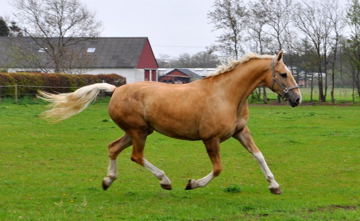 Frederiksborg Santini Vejleby billede 12