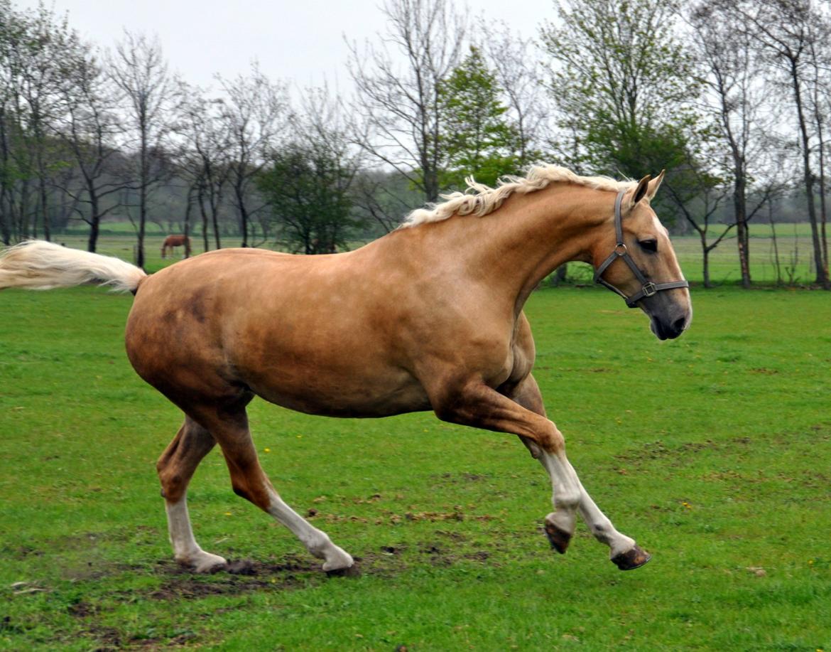Frederiksborg Santini Vejleby billede 13
