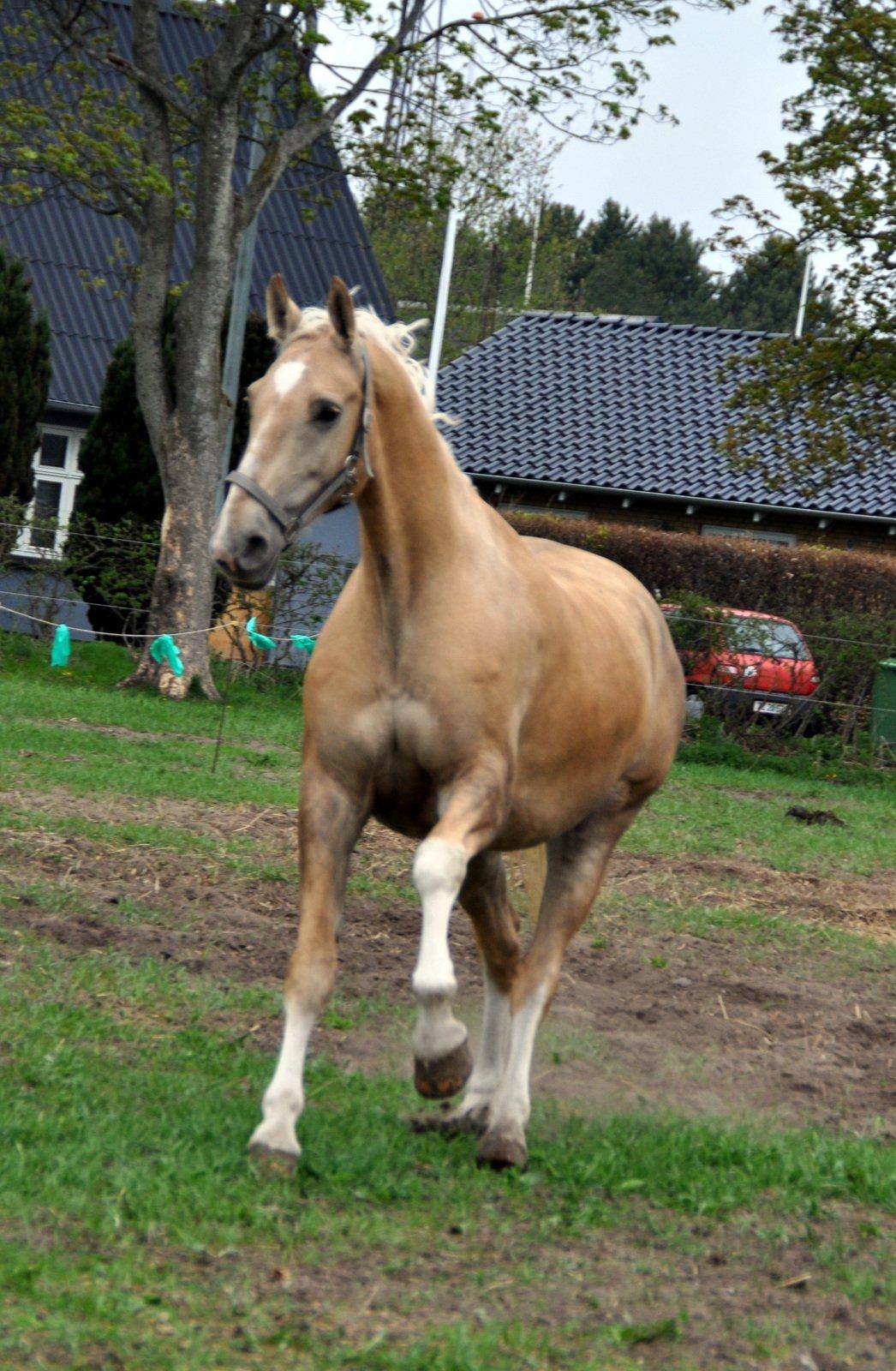 Frederiksborg Santini Vejleby billede 15
