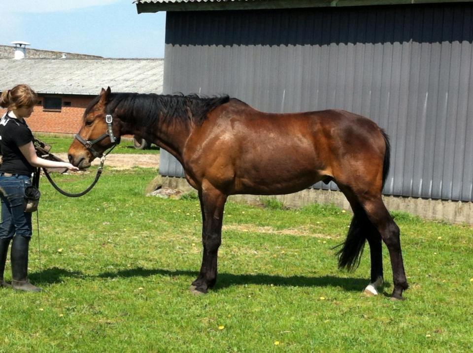 Dansk Varmblod Stenager's Remember Me - 17.05.13 - Positions træning :-) billede 2