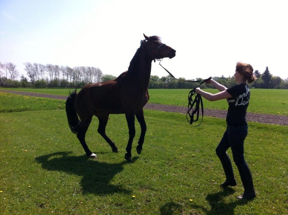 Dansk Varmblod Stenager's Remember Me - 17.05.13 - På vej til at stejle.. Har stadig ikke lært det helt, så det er kun små stejl endnu :-) billede 12