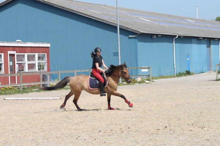 Anden særlig race Lady - Friske pony! Foto Jose. <3 billede 7