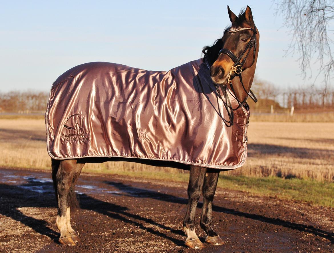 Anden særlig race After Eight´s Chanel billede 8