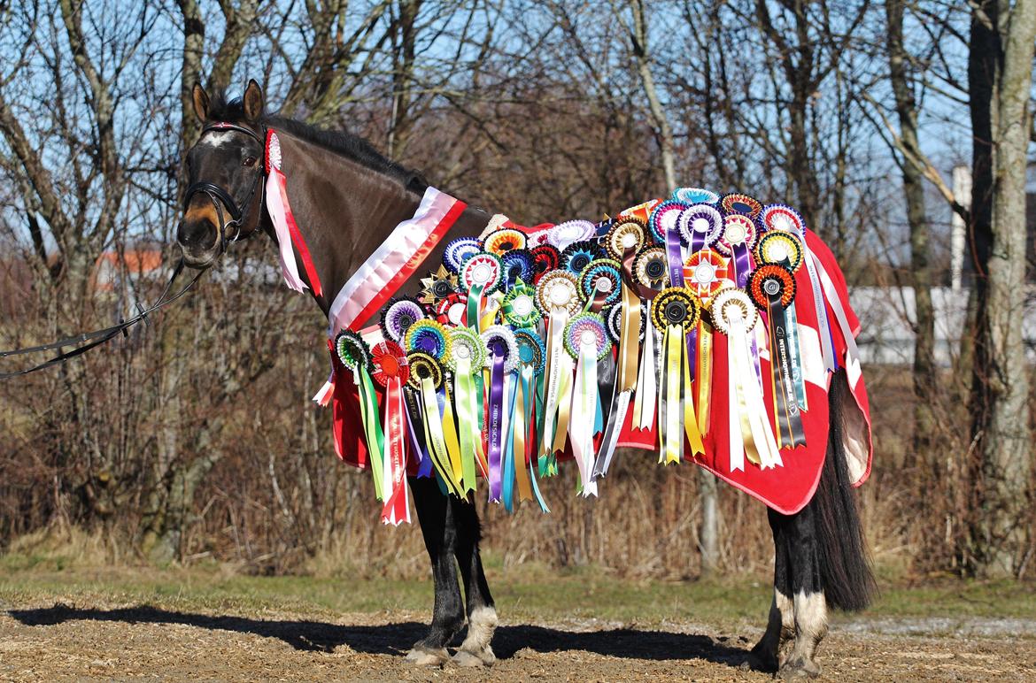 Anden særlig race After Eight´s Chanel billede 7