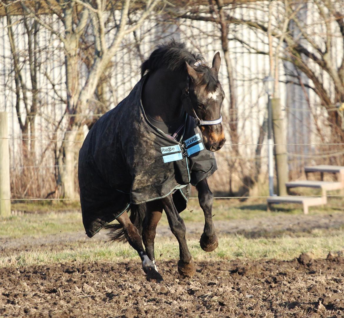 Anden særlig race After Eight´s Chanel billede 10