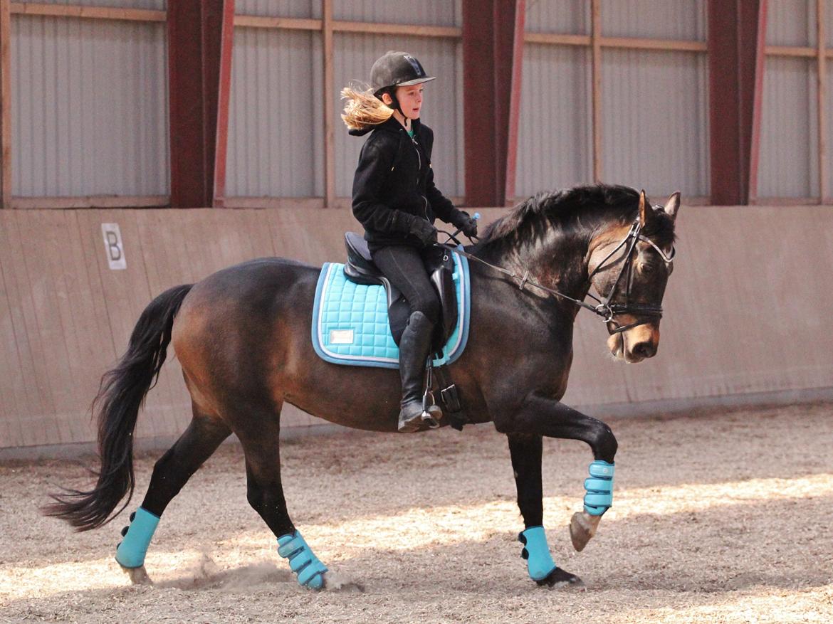 Anden særlig race After Eight´s Chanel billede 4