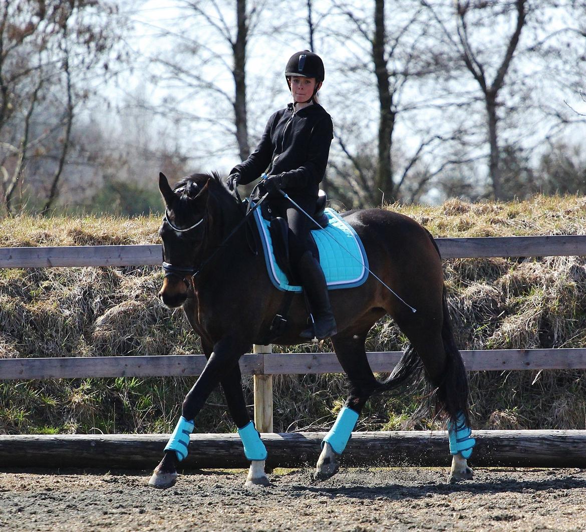 Anden særlig race After Eight´s Chanel billede 3