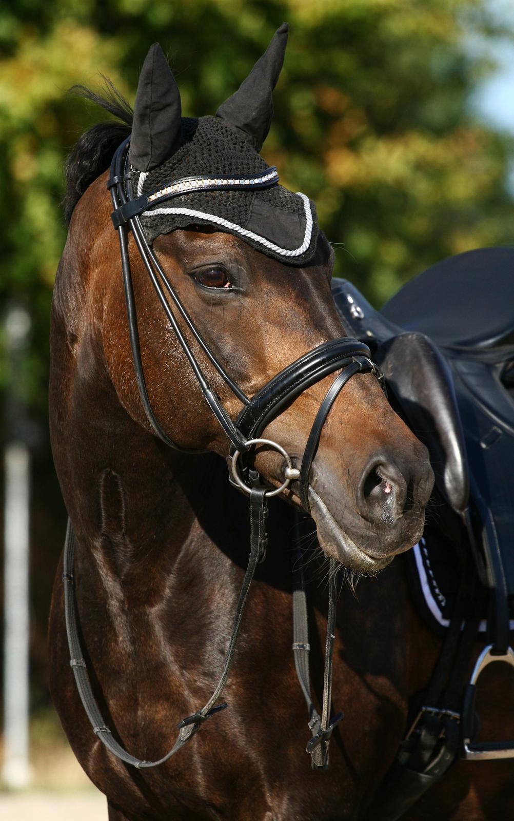 Anden særlig race After Eight´s Chanel billede 12