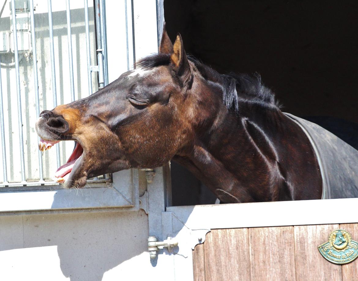 Anden særlig race After Eight´s Chanel billede 14