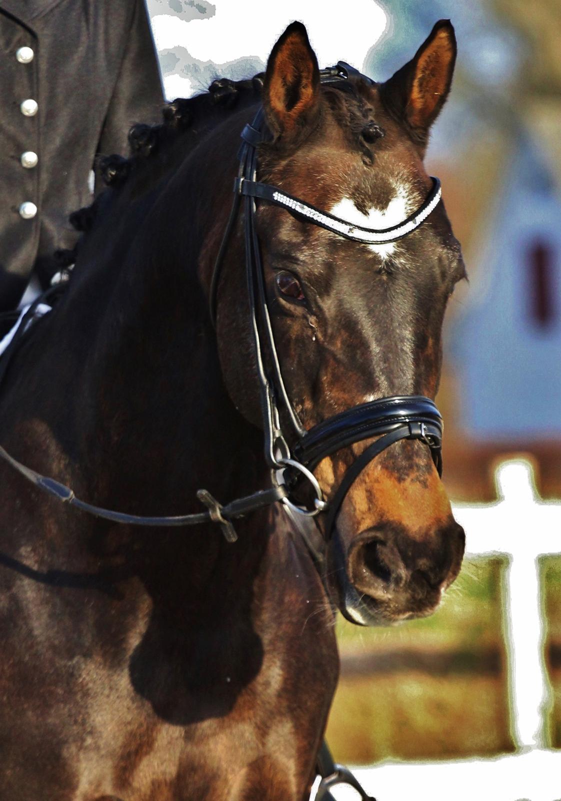 Anden særlig race After Eight´s Chanel billede 15