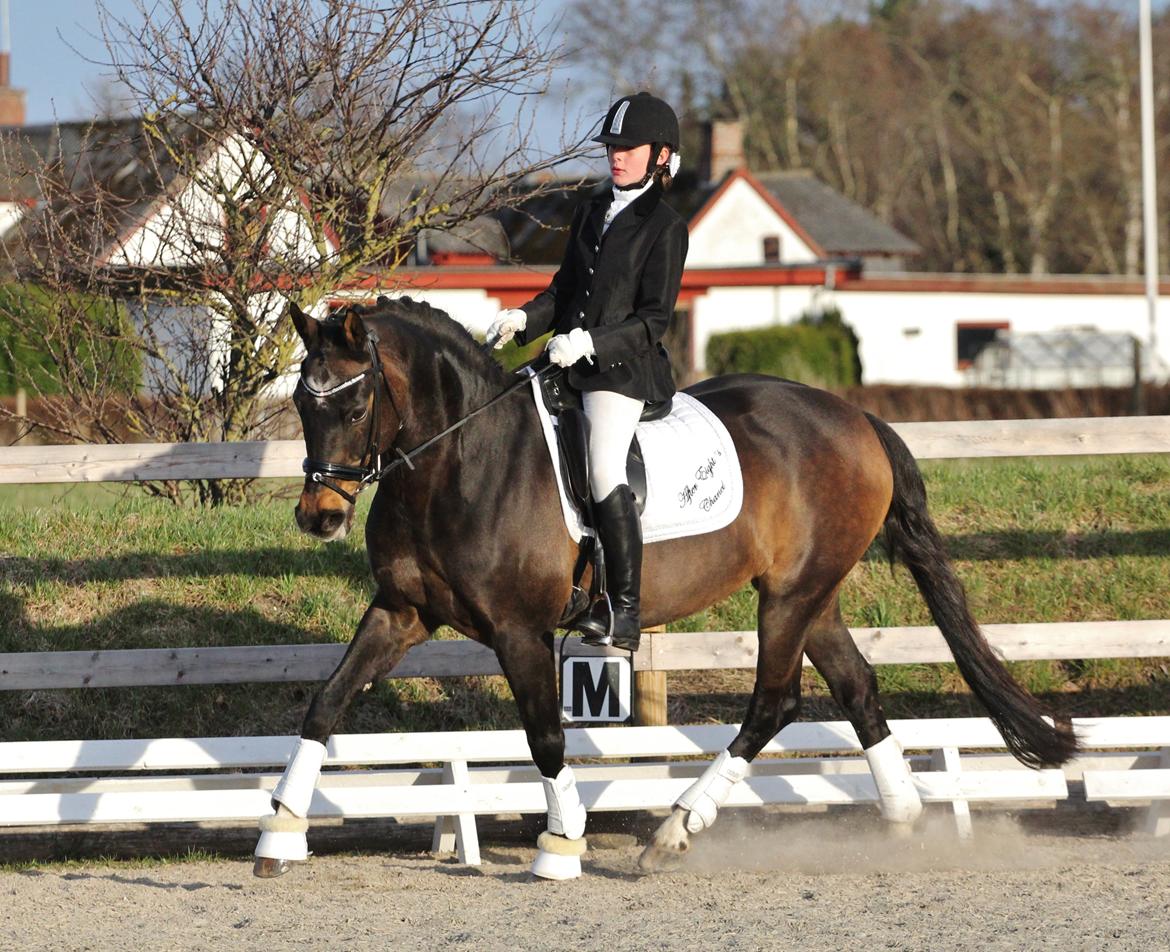 Anden særlig race After Eight´s Chanel billede 16