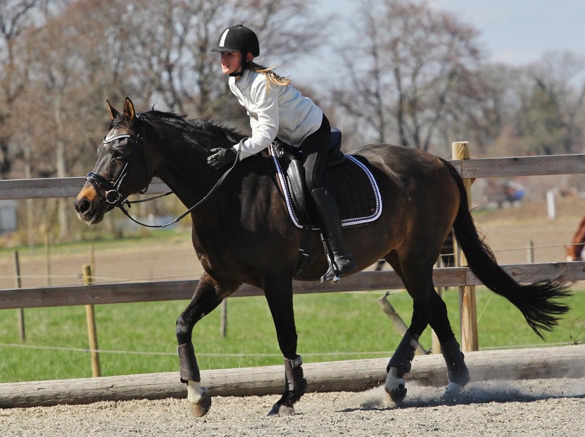 Anden særlig race After Eight´s Chanel billede 17
