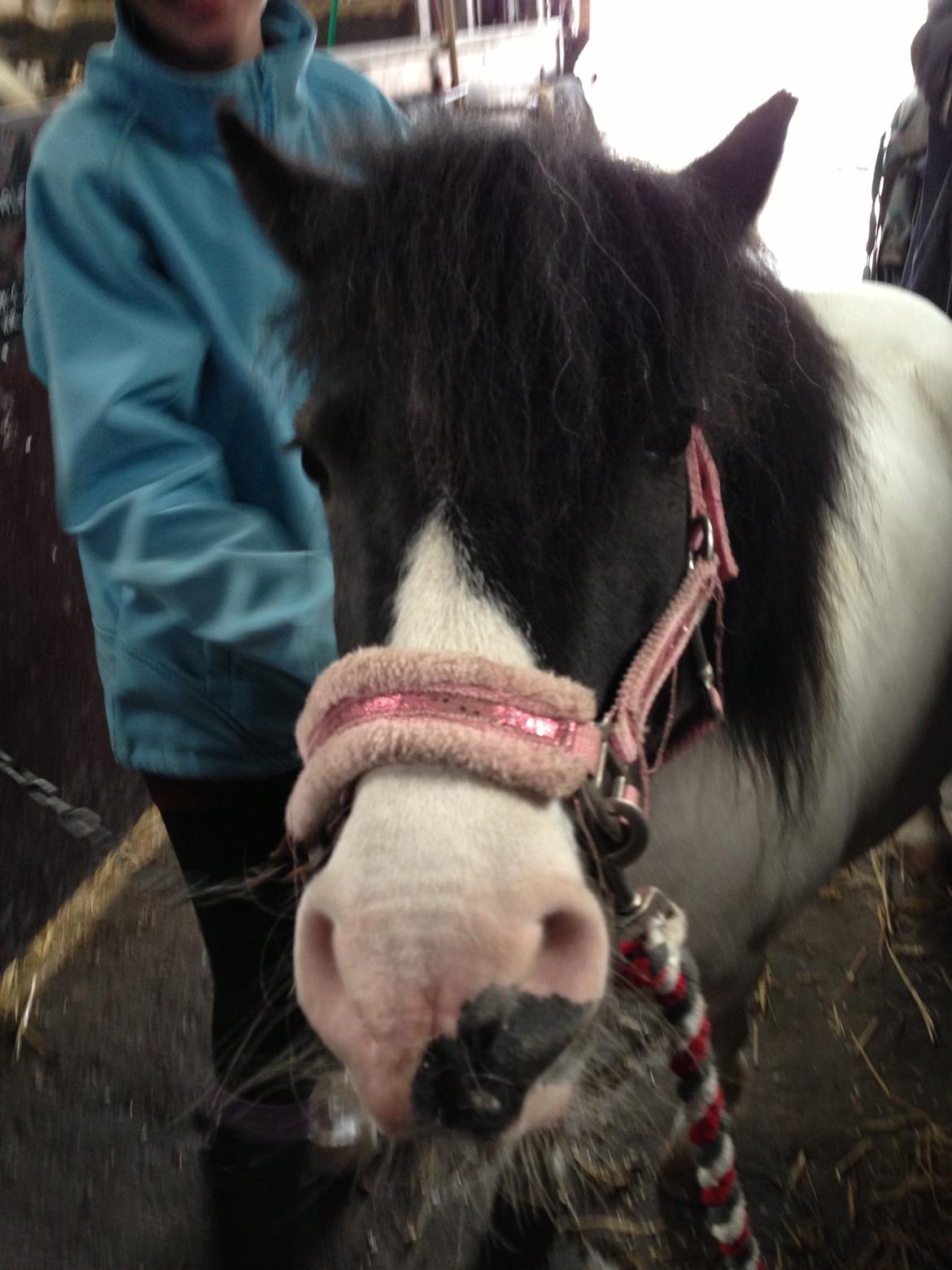 Shetlænder Bonnie billede 1