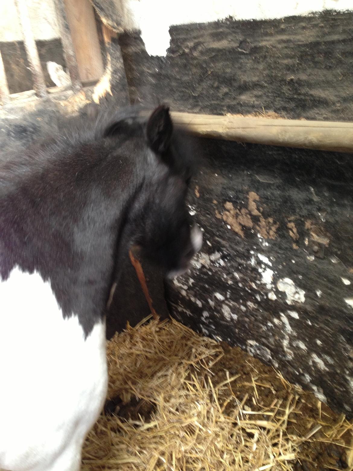 Shetlænder Bonnie billede 2