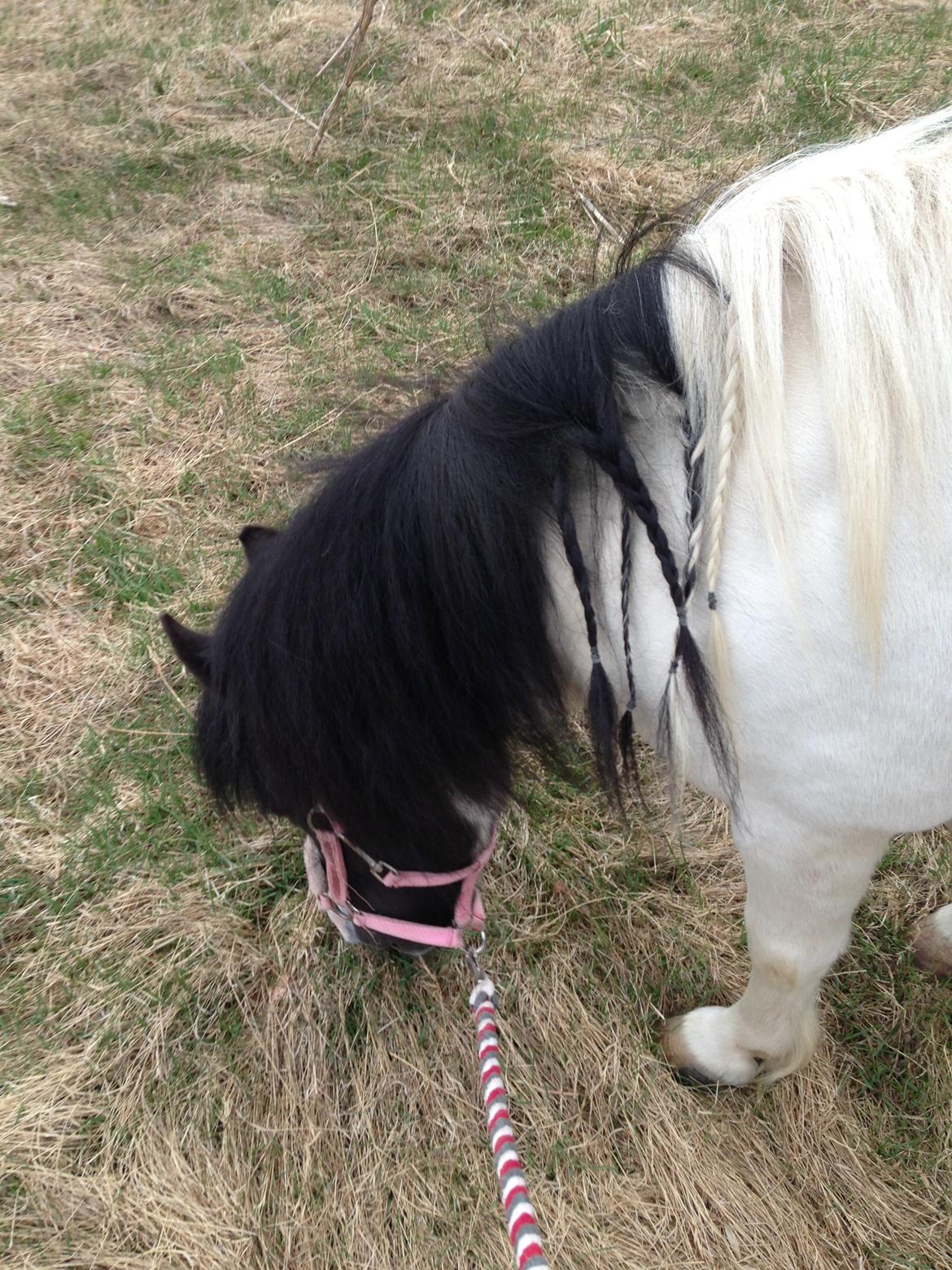 Shetlænder Bonnie billede 3