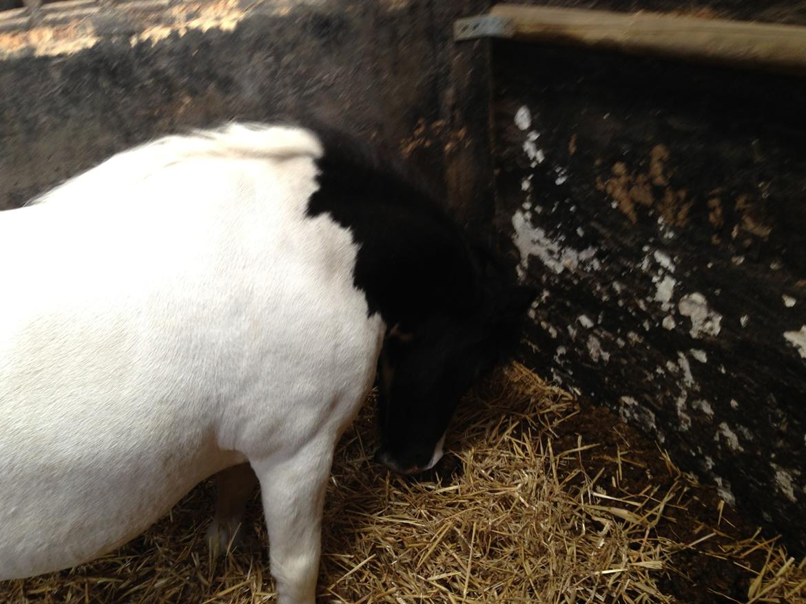 Shetlænder Bonnie billede 4