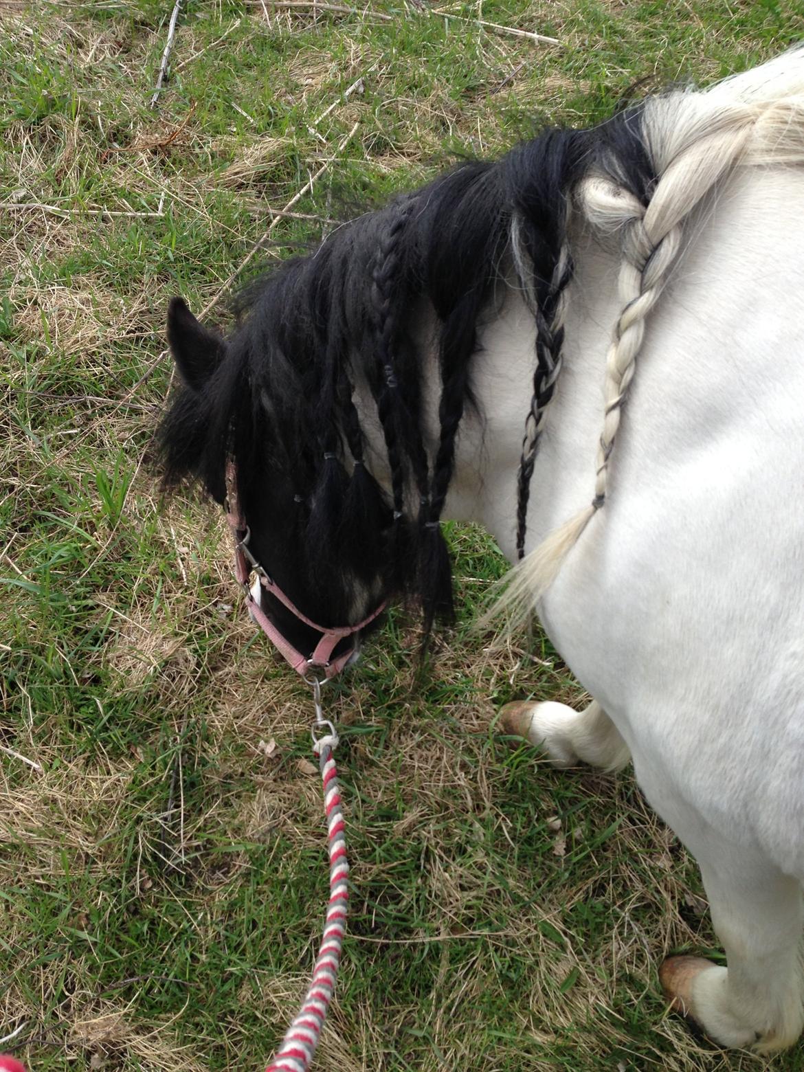 Shetlænder Bonnie billede 5