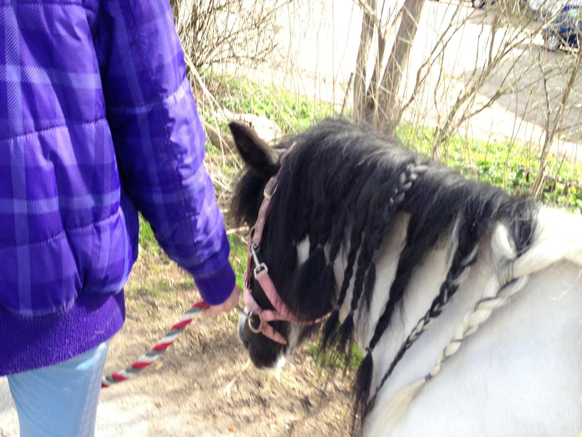Shetlænder Bonnie billede 6