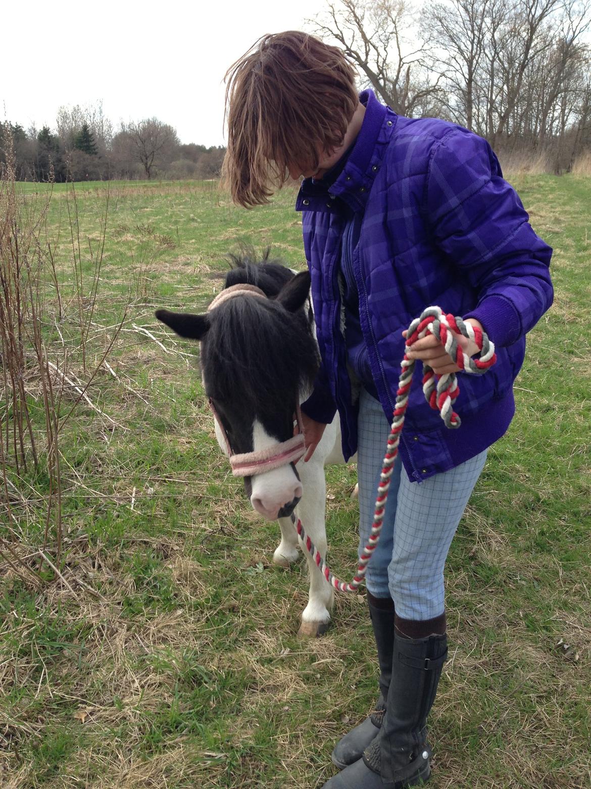 Shetlænder Bonnie billede 7