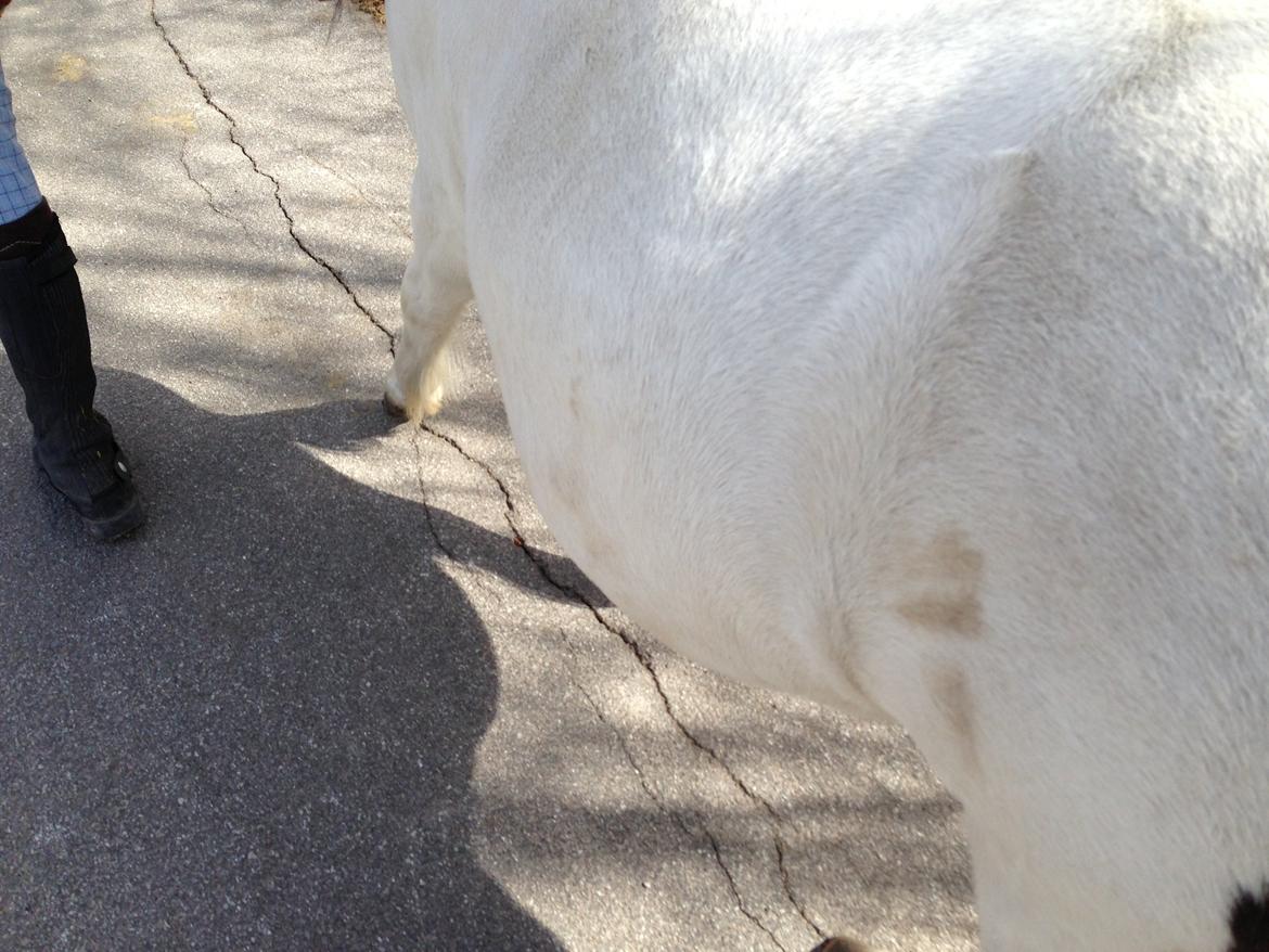 Shetlænder Bonnie billede 8