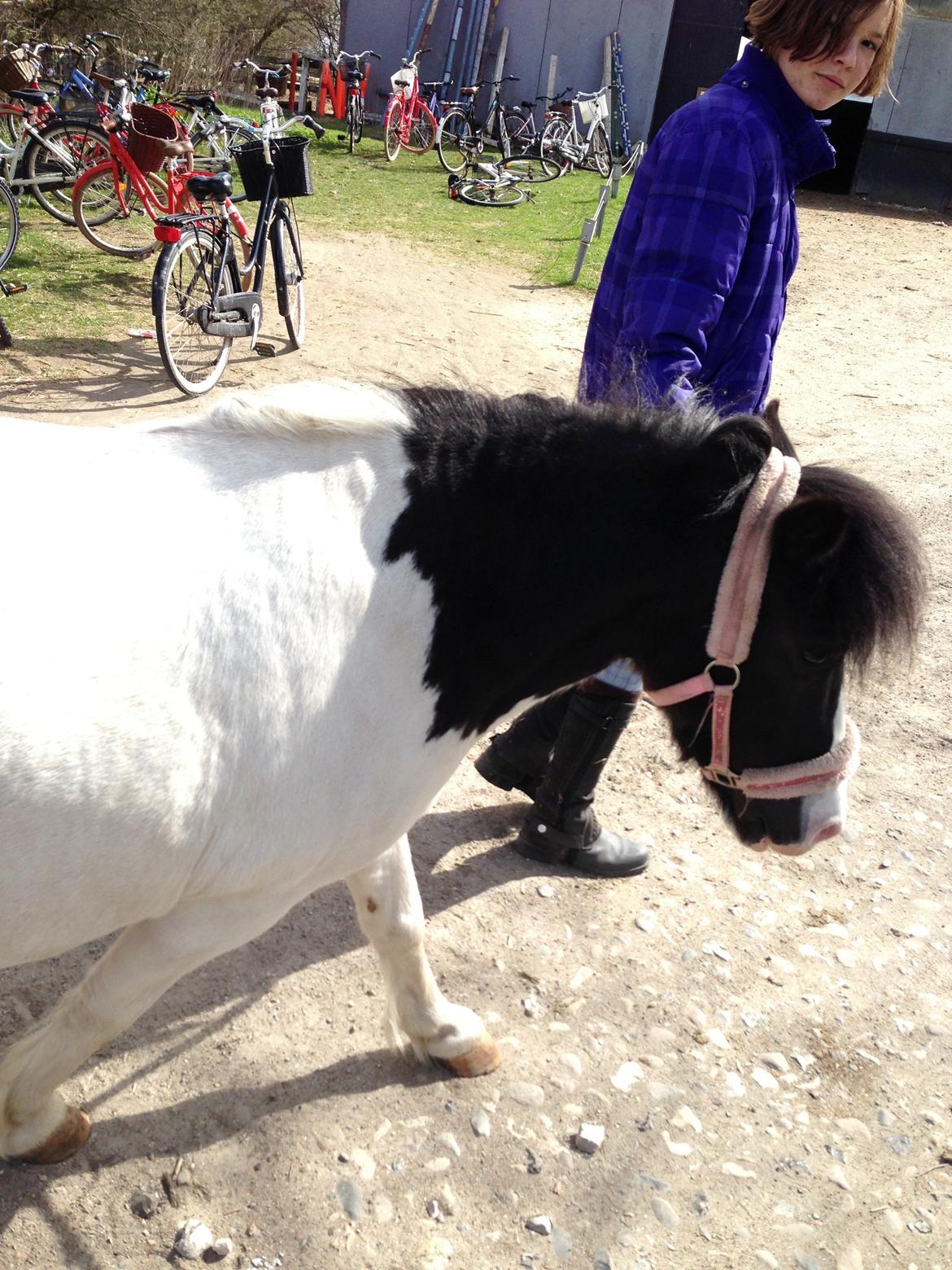 Shetlænder Bonnie billede 9