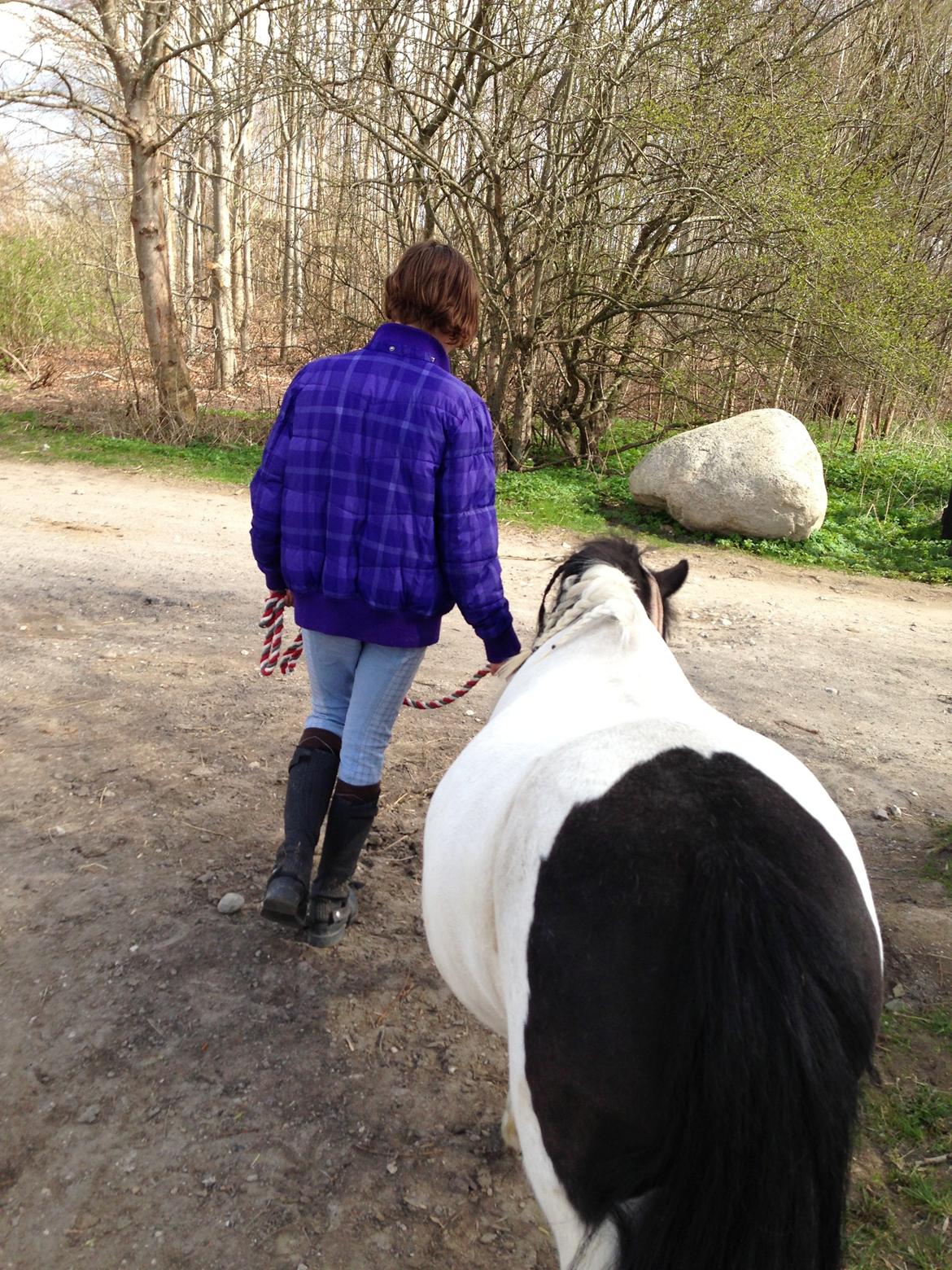 Shetlænder Bonnie billede 10