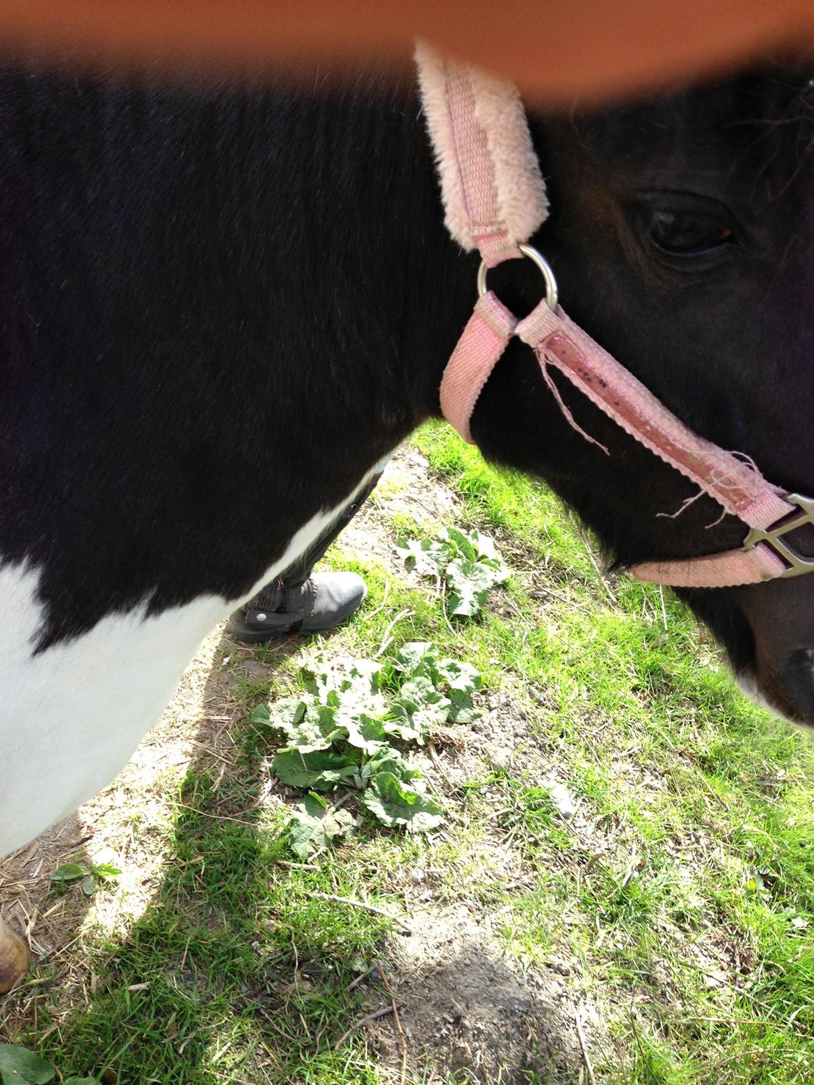 Shetlænder Bonnie billede 11