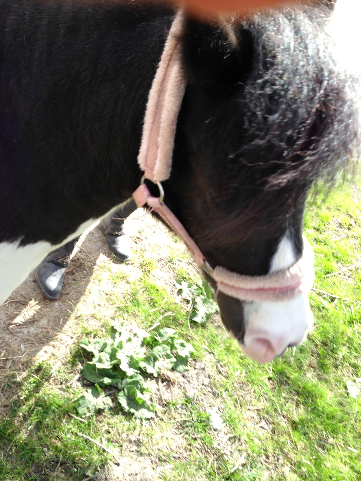 Shetlænder Bonnie billede 12