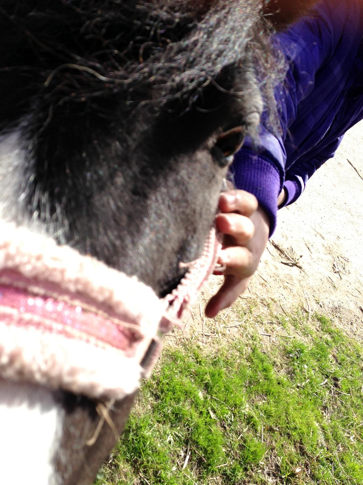 Shetlænder Bonnie billede 13