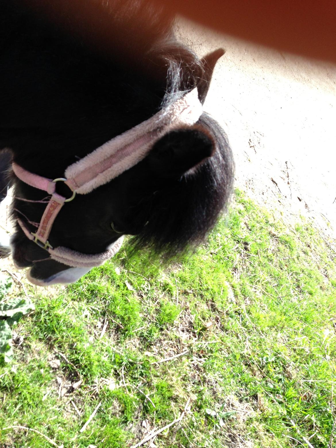 Shetlænder Bonnie billede 14