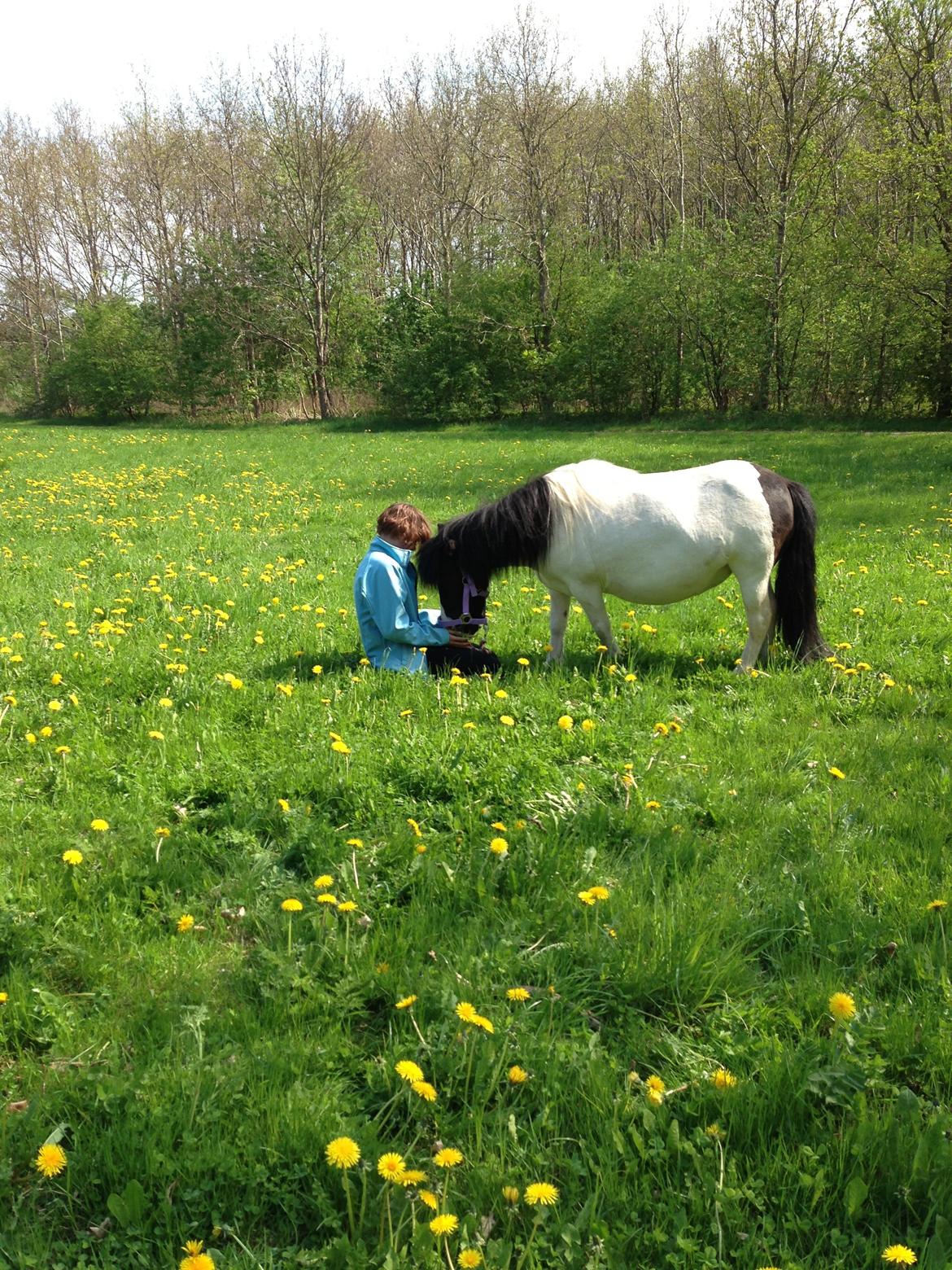 Shetlænder Bonnie billede 15
