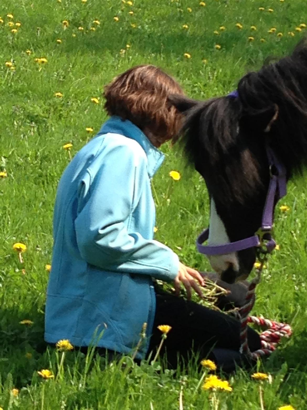 Shetlænder Bonnie billede 16