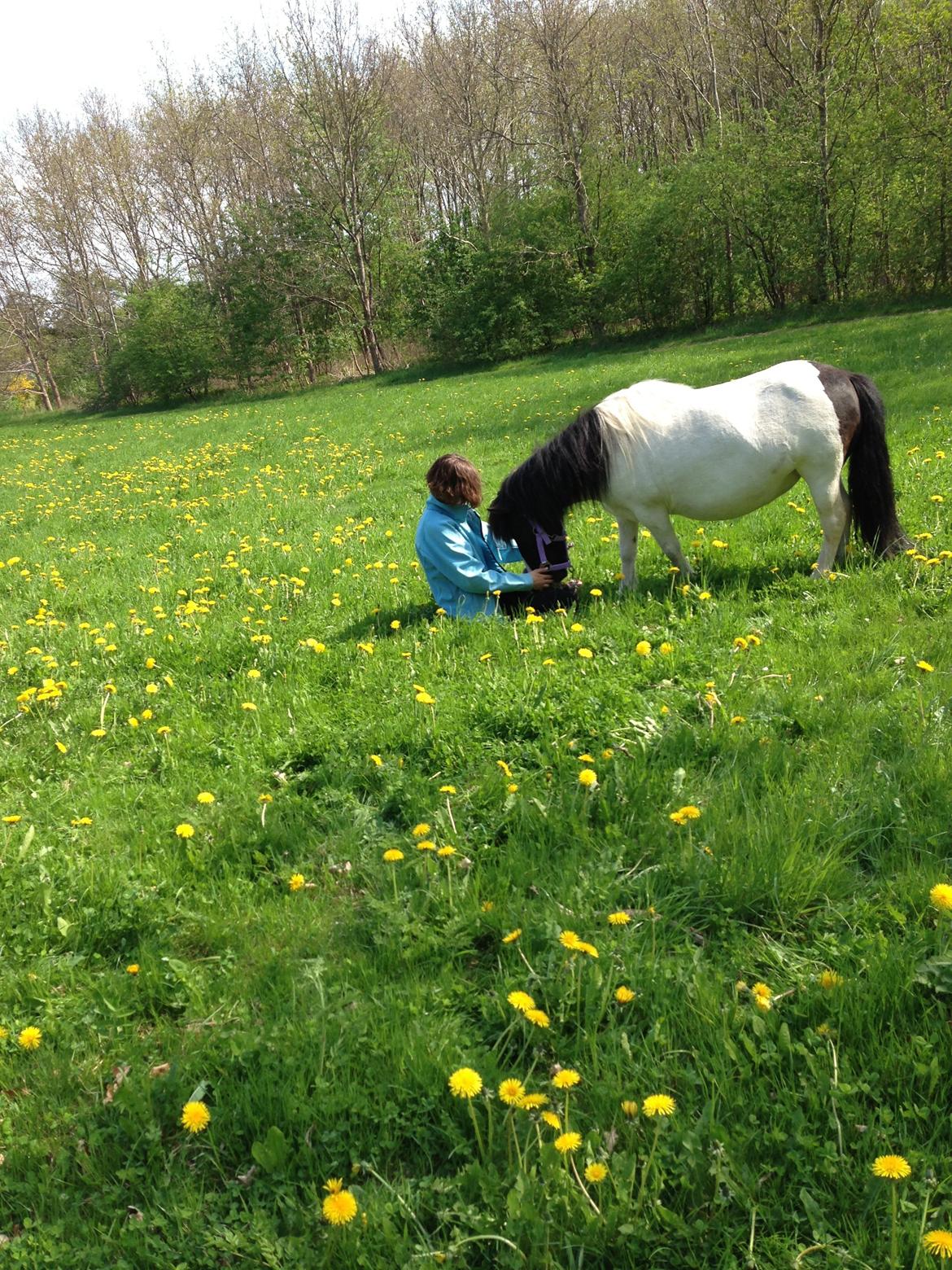 Shetlænder Bonnie billede 17