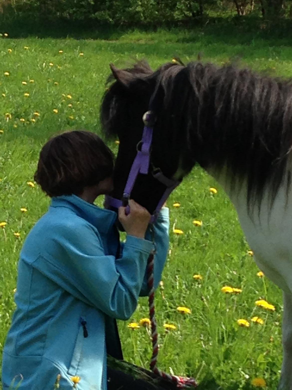 Shetlænder Bonnie billede 18