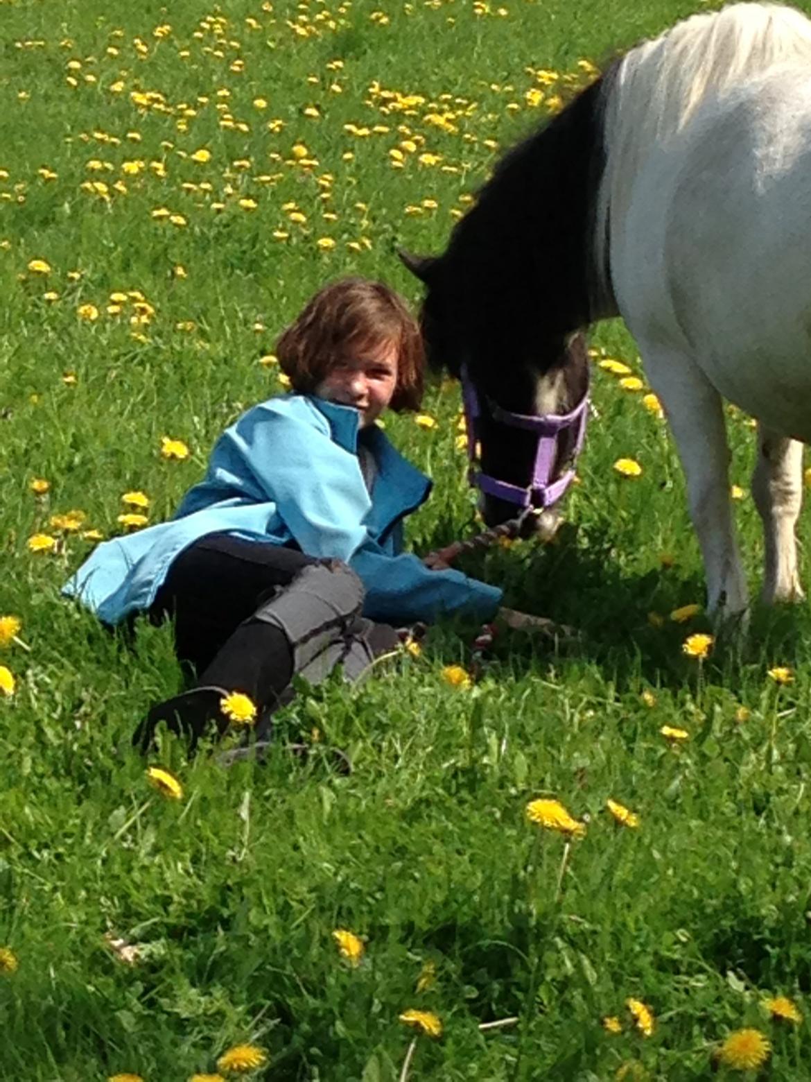 Shetlænder Bonnie billede 19