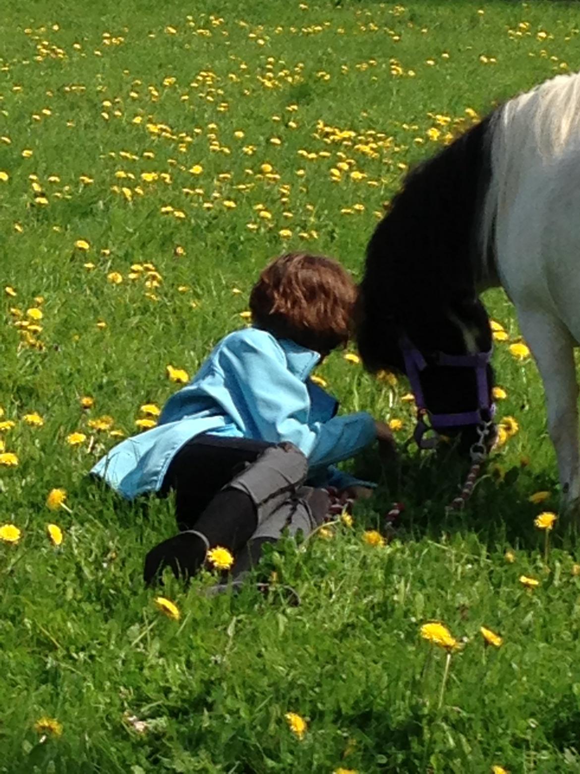 Shetlænder Bonnie billede 20