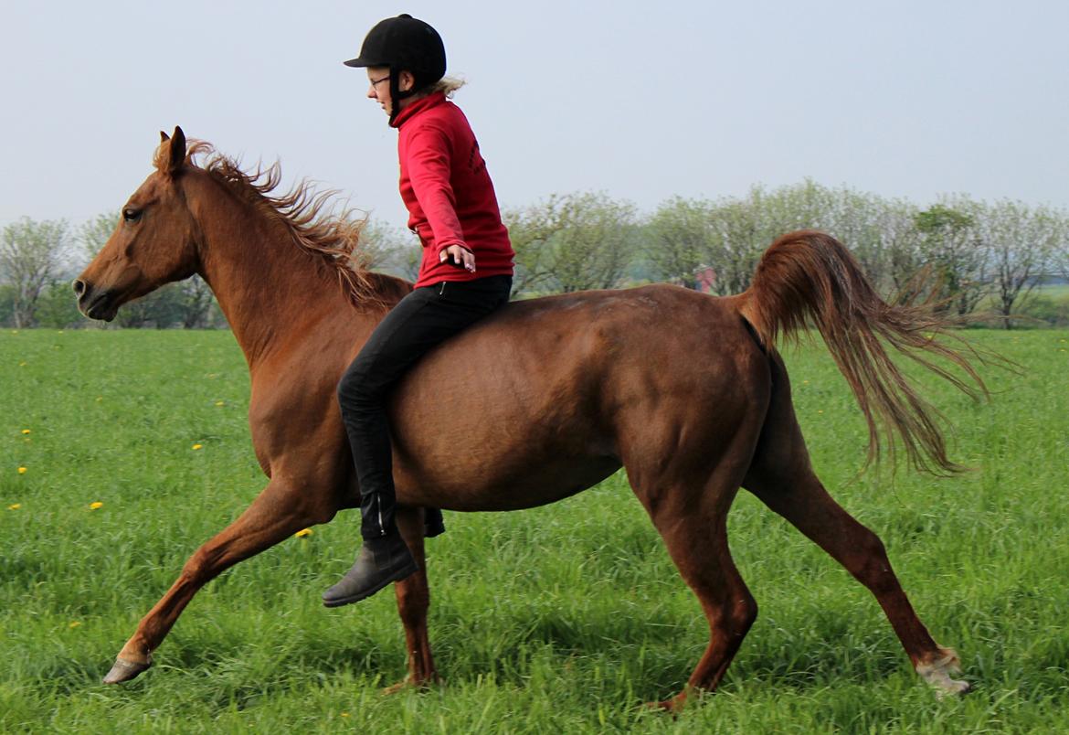 Arabisk fuldblod (OX) Lisan - Lidt galop på marken uden udstyr <3 billede 8