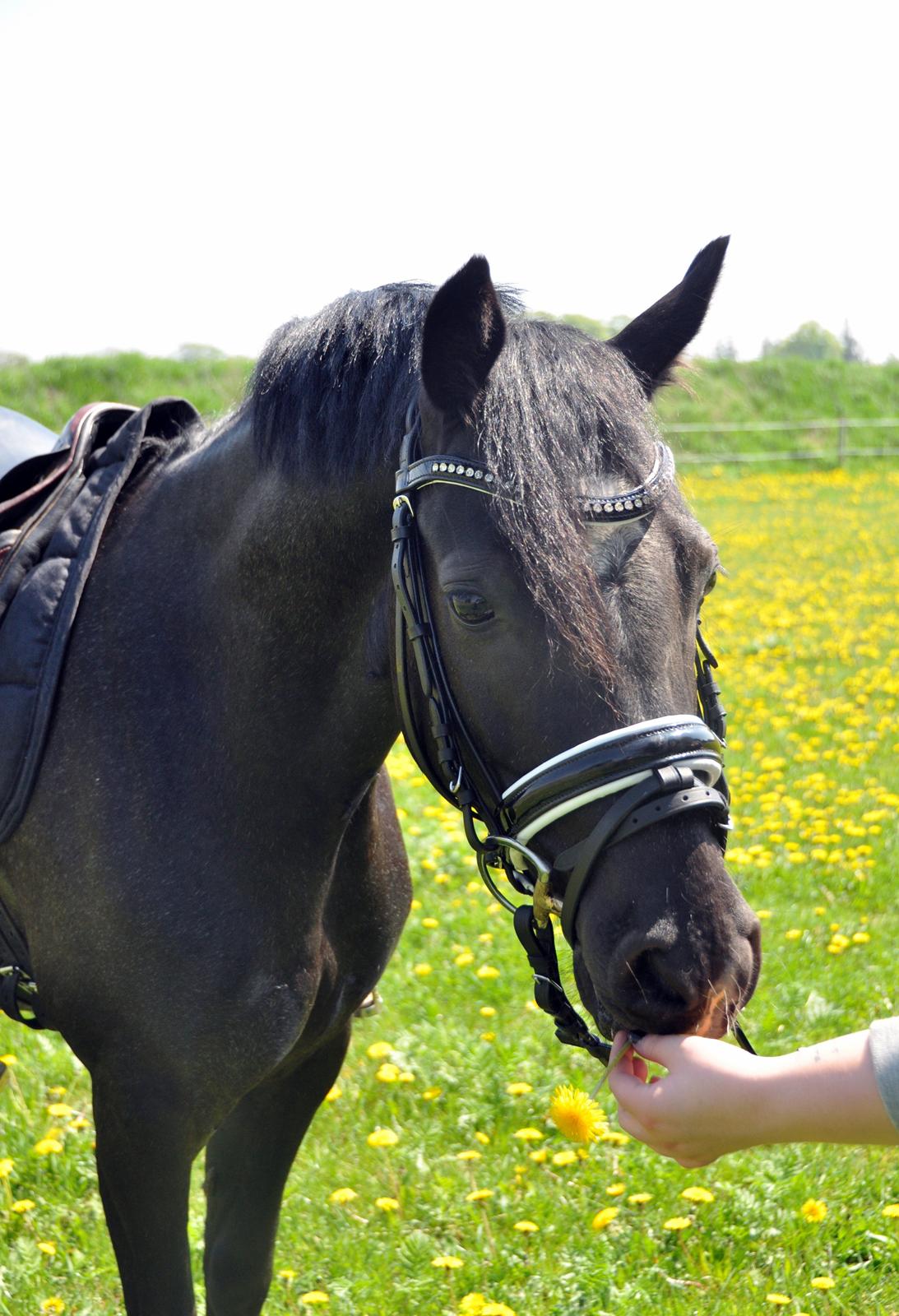 Welsh Partbred (Sec F) Bjerregårds Rhett billede 20