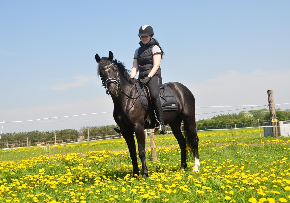 Welsh Partbred (Sec F) Bjerregårds Rhett billede 4