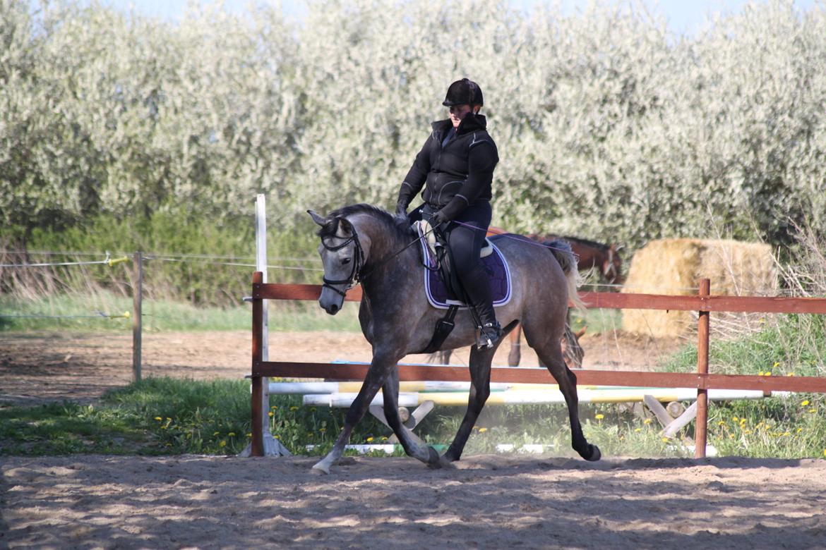 Arabisk fuldblod (OX) Helleruphus Wilamina(gammel part) - Træning d. 14 maj 2013. Fotograf: Kristina Marcussen. billede 14
