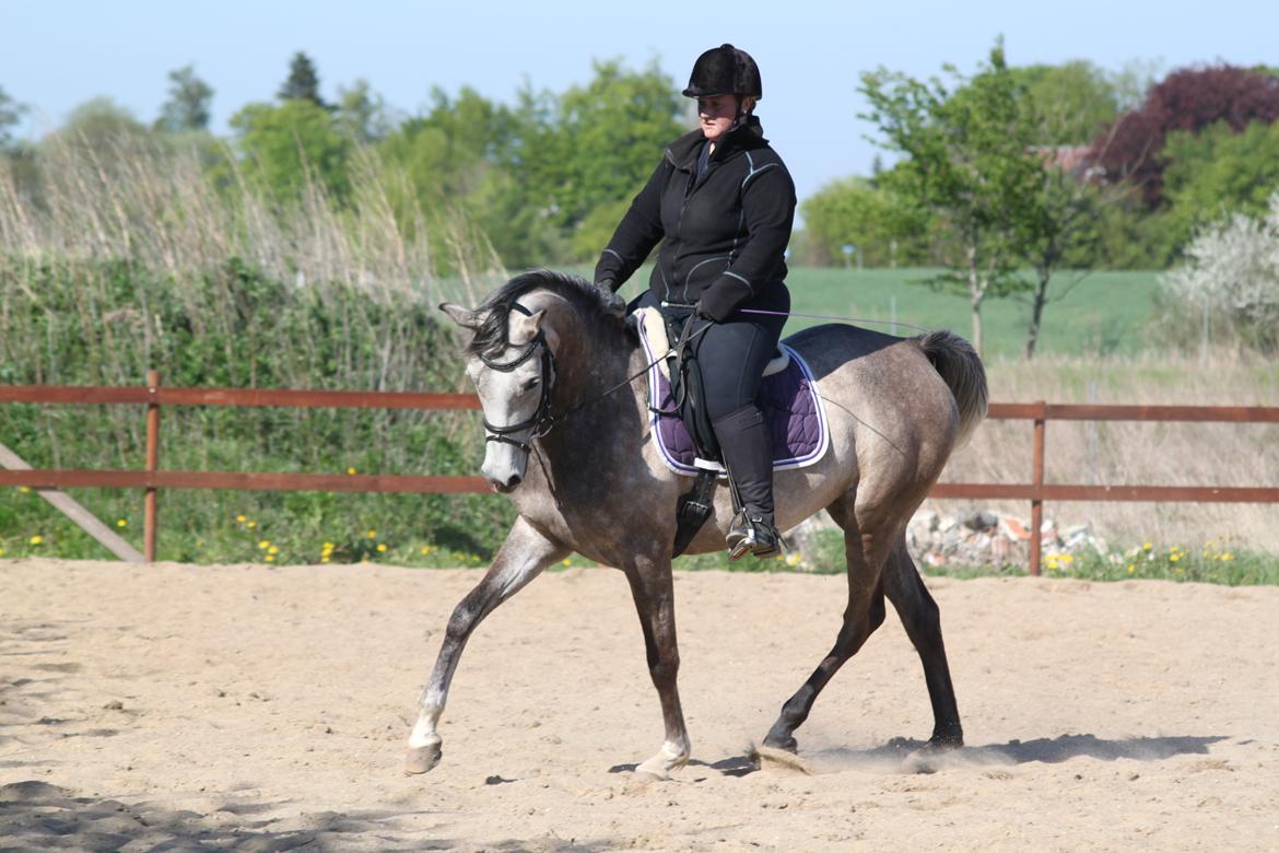 Arabisk fuldblod (OX) Helleruphus Wilamina(gammel part) - Træning d. 14 maj 2013. Fotograf: Kristina Marcussen. billede 15