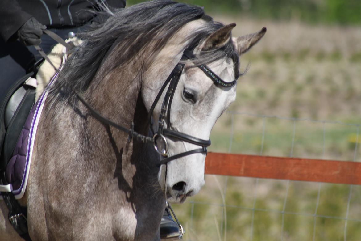 Arabisk fuldblod (OX) Helleruphus Wilamina(gammel part) - Træning d. 14 maj 2013. Fotograf: Kristina Marcussen. billede 16