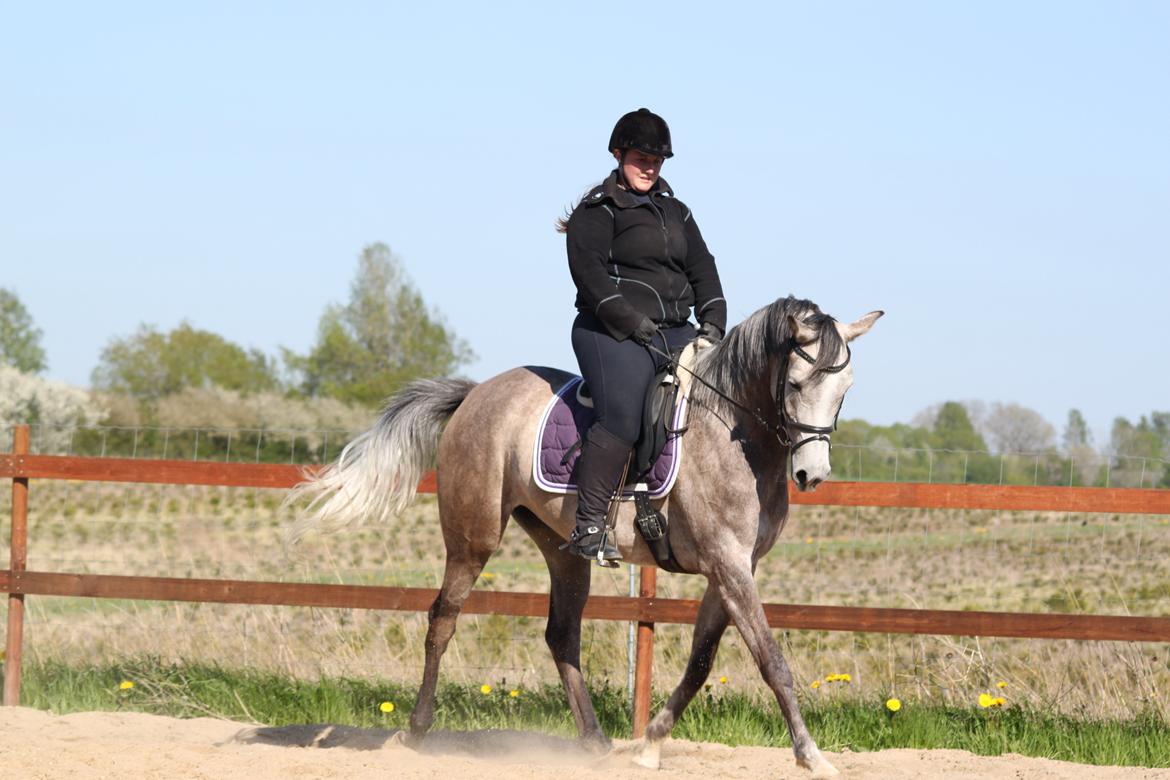 Arabisk fuldblod (OX) Helleruphus Wilamina(gammel part) - Træning d. 14 maj 2013. Fotograf: Kristina Marcussen. billede 17