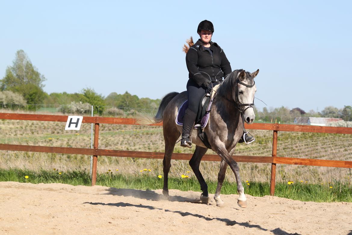 Arabisk fuldblod (OX) Helleruphus Wilamina(gammel part) - Træning d. 14 maj 2013. Fotograf: Kristina Marcussen. billede 18