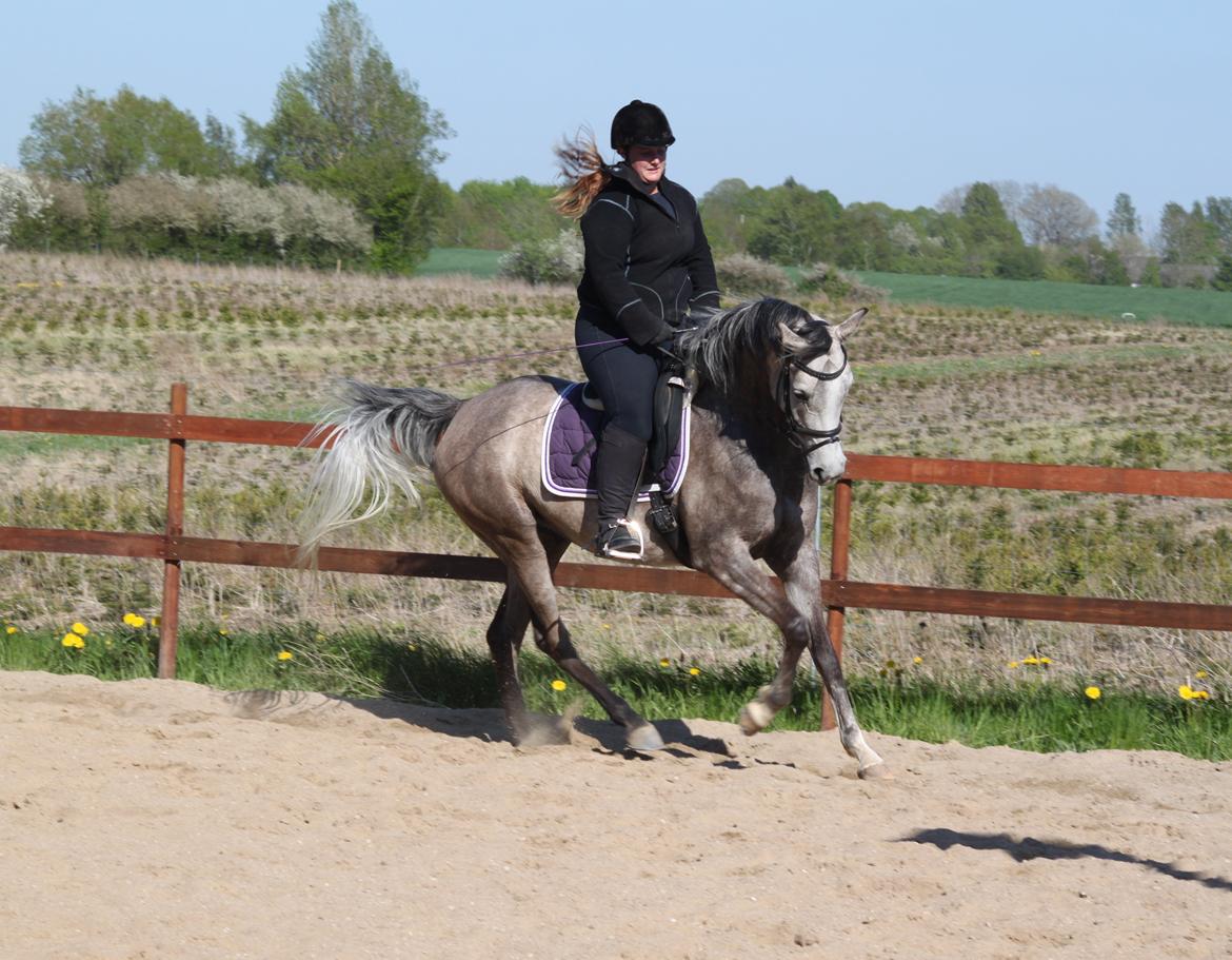 Arabisk fuldblod (OX) Helleruphus Wilamina(gammel part) - Træning d. 14 maj 2013. Fotograf: Kristina Marcussen. billede 19