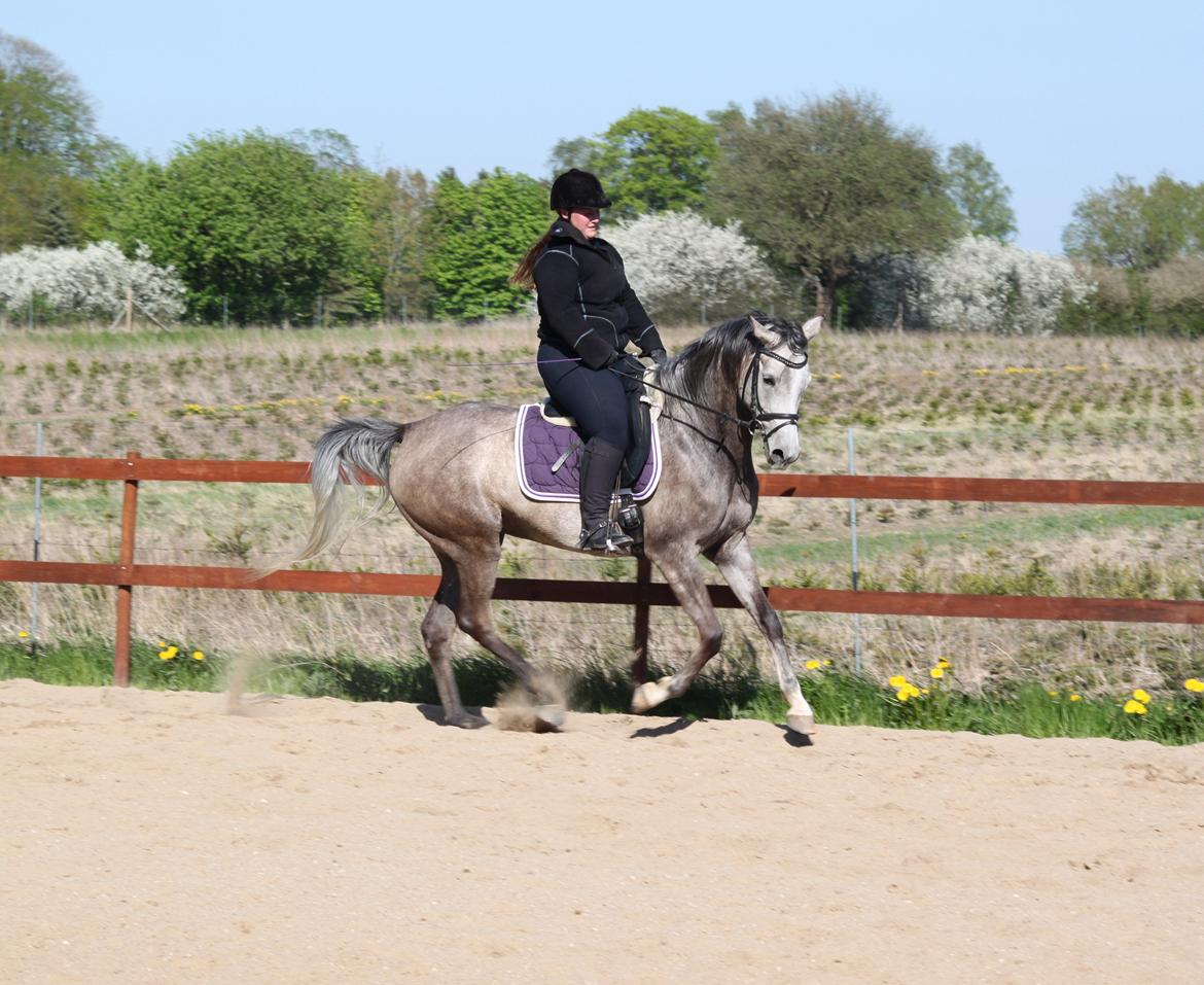 Arabisk fuldblod (OX) Helleruphus Wilamina(gammel part) - Træning d. 14 maj 2013. Fotograf: Kristina Marcussen. billede 20